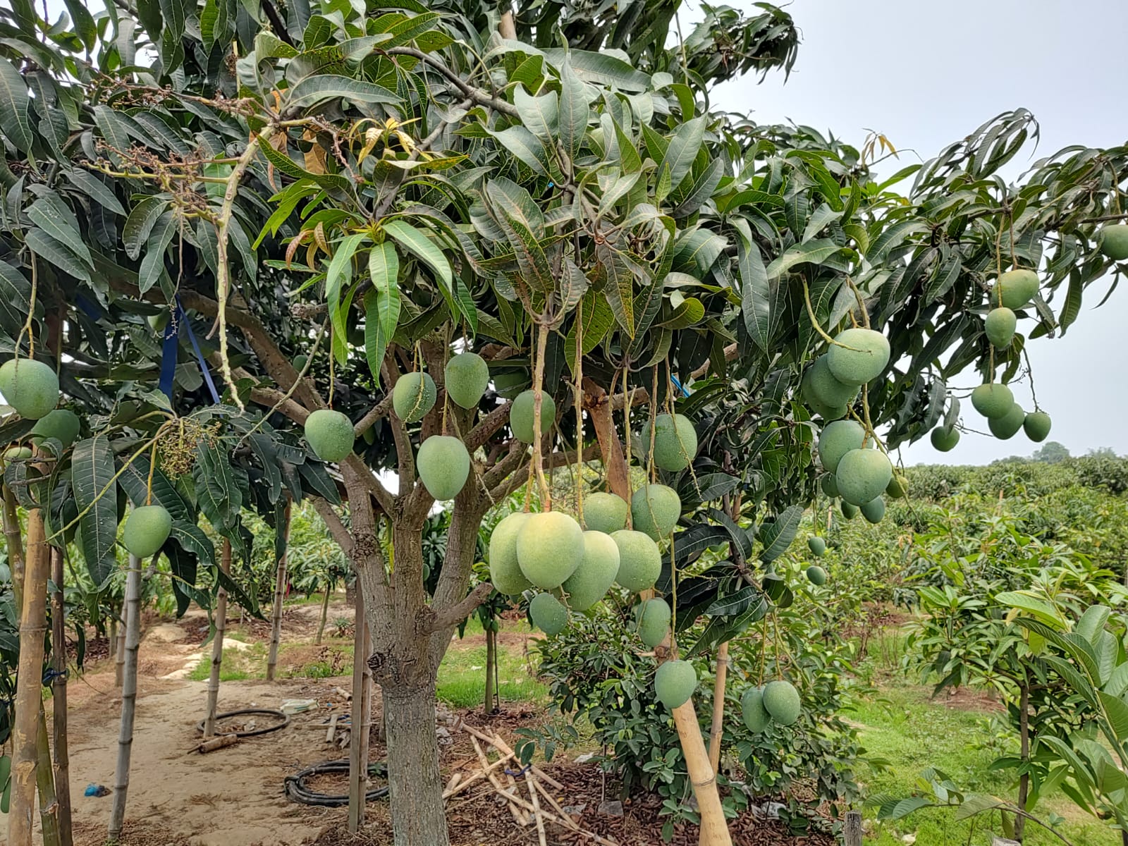About Us